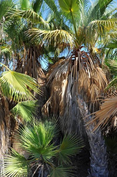 Palmen Spanien Urwald — Stockfoto