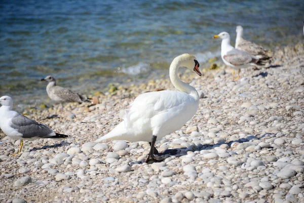 Cigno Sul Mar Mediterraneo Spagna — Foto Stock