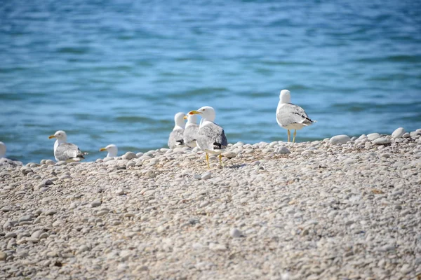 Gaviotas Mar Mediterráneo España — Foto de Stock