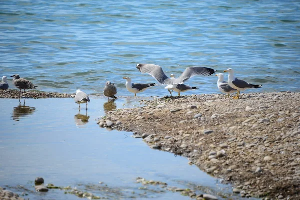 Mouettes Sur Mer Méditerranée Espagne — Photo