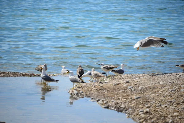 Möwen Auf Dem Mittelmeer Spanien — Stockfoto