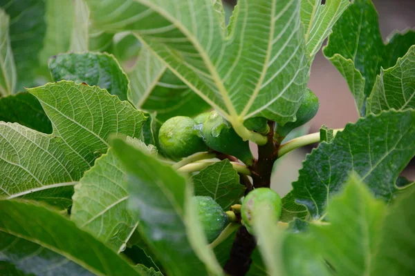 Hojas Higuera Árboles Frutales Naturaleza — Foto de Stock