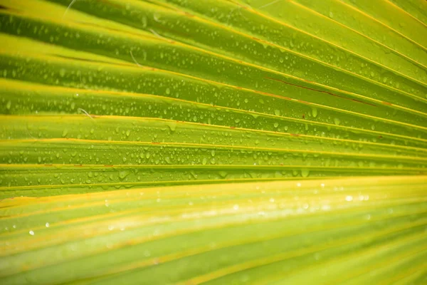 Listy Palmy Zelená Flóra — Stock fotografie