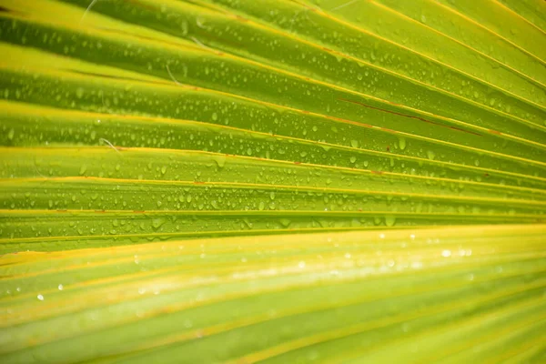 Feuilles Palmier Flore Verte — Photo