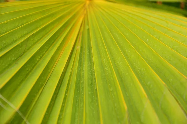 Foglie Palma Flora Verde — Foto Stock