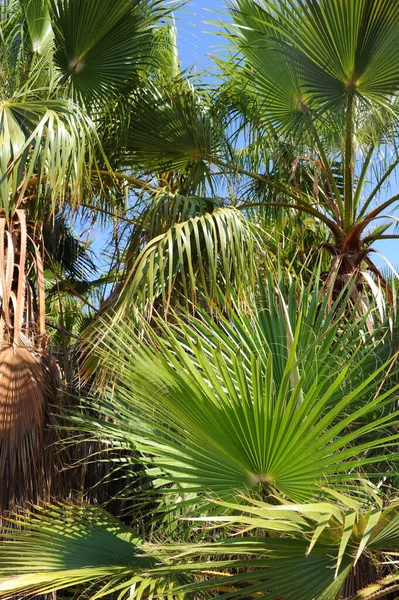 Palm Tree Leaves Green Flora — Stock Photo, Image