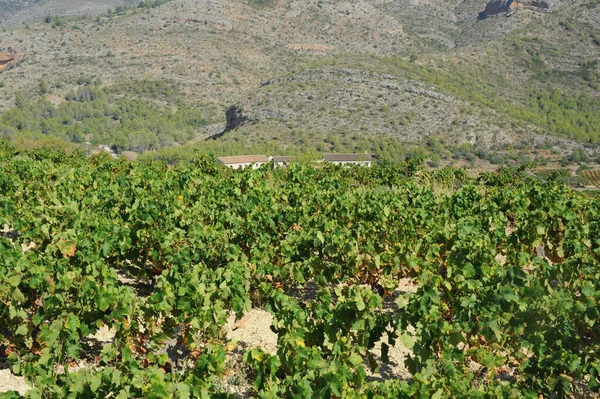 Şarap Tarlası Üzüm Bağı Tarım Çiftliği — Stok fotoğraf