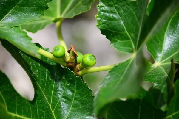 Figueira Folhas Verdes Árvore Frutífera — Fotografia de Stock