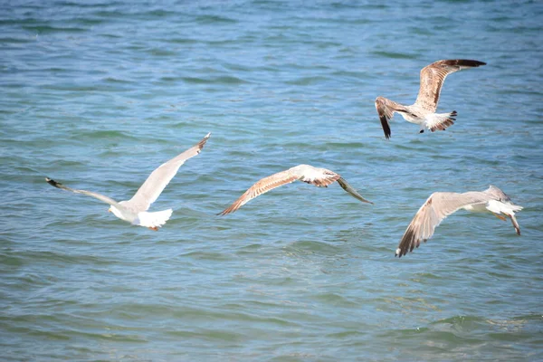 Gaivotas Mar Mediterrâneo Espanha — Fotografia de Stock