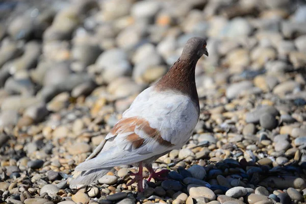 鳥は石の上を歩き — ストック写真