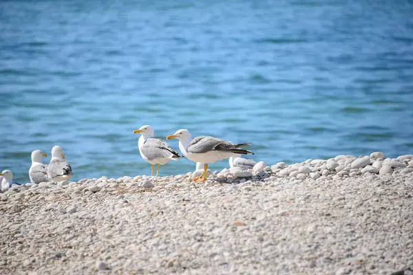 Möwen Auf Dem Mittelmeer Spanien — Stockfoto