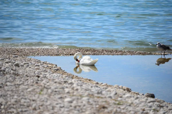 Schwan Mittelmeer Spanien — Stockfoto