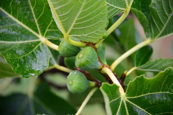 Higuera Hojas Verdes Árbol Frutal — Foto de Stock