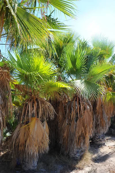 Palmen Spanien Urwald — Stockfoto