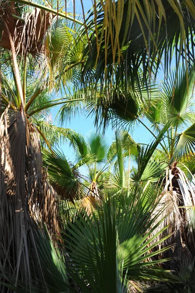 Подложка Пальмовых Листьев Пространство Копирования — стоковое фото