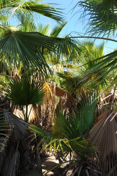 Palmy Hiszpanii Dziewiczy Las — Zdjęcie stockowe