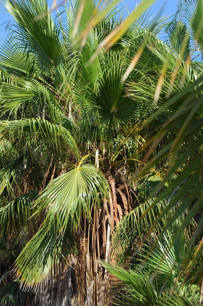 Palm Leaves Background Copy Space — Stock Photo, Image