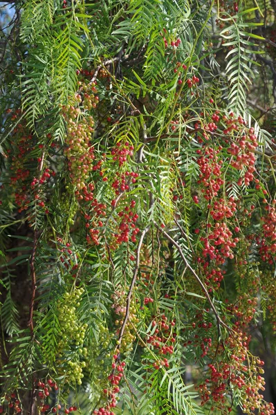 Árbol Pimienta Roja España — Foto de Stock