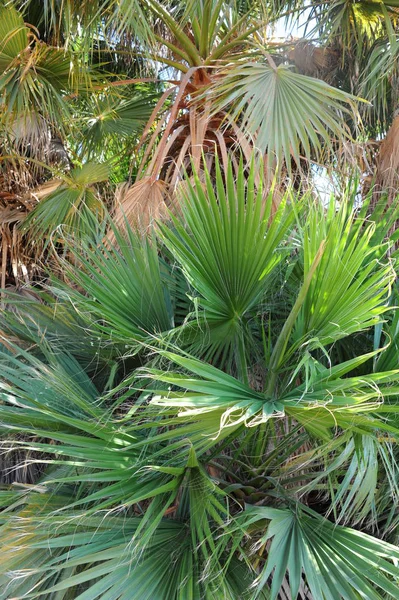 Palmeiras Espanha Floresta Virgem — Fotografia de Stock