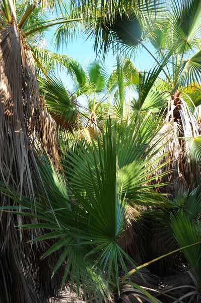 Palm Leaves Background Copy Space — Stock Photo, Image