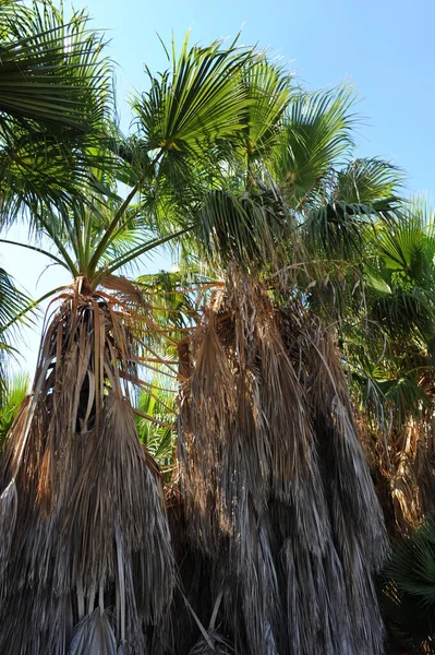 Palmblätter Hintergrund Kopierraum — Stockfoto