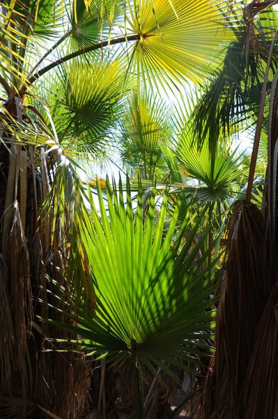 Palmbomen Spanje Maagdelijk Bos — Stockfoto