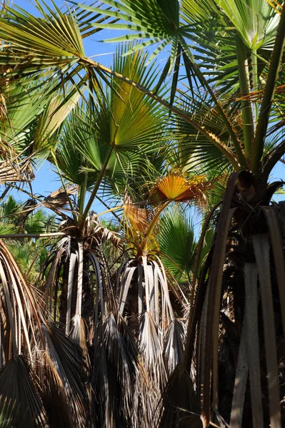 Palmen Spanien Urwald — Stockfoto