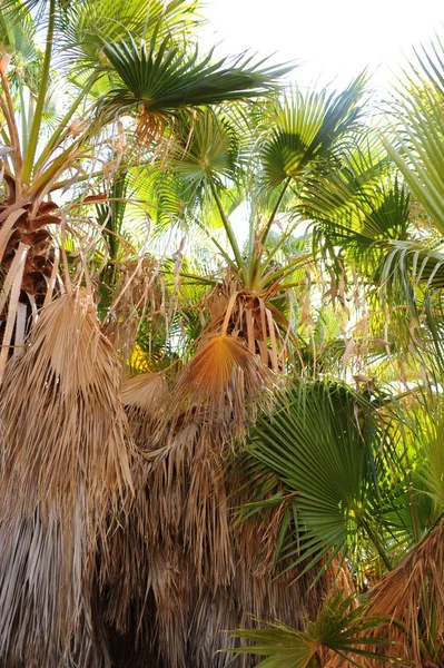 Подложка Пальмовых Листьев Пространство Копирования — стоковое фото