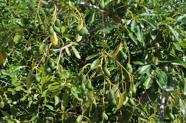 Avocados Baum Flora Und Laub — Stockfoto