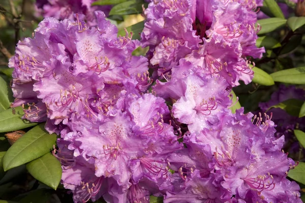 Blühender Rhododendron Sachsen Deutschland — Stockfoto