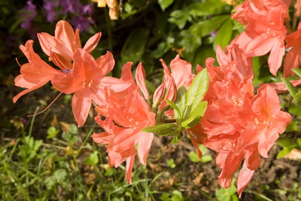 Flowering Gartenazalee Saxony Germany — Stock Photo, Image