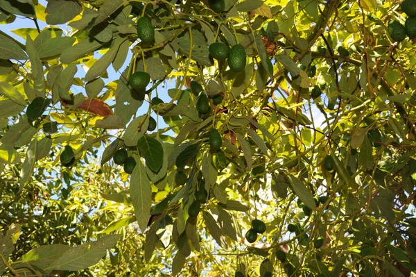 Avocados Tree Flora Foliage — Stock Photo, Image