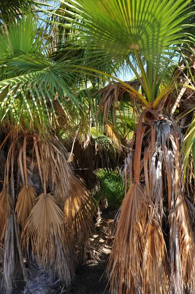 Palm Leaves Background Copy Space — Stock Photo, Image