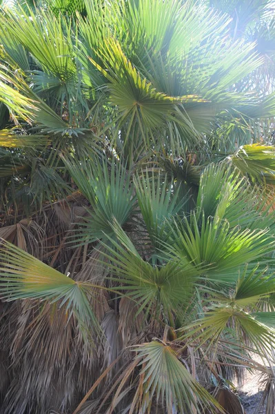 Palmblätter Hintergrund Kopierraum — Stockfoto