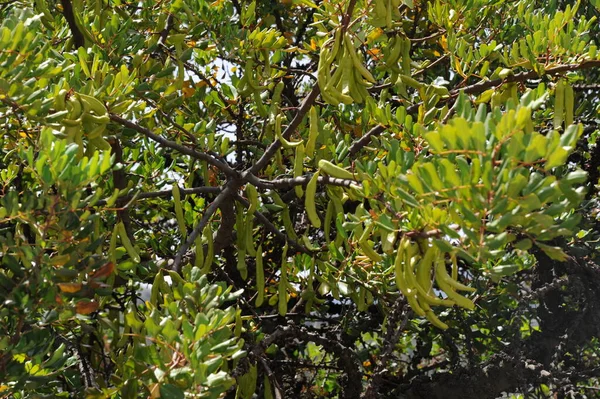 Baobabboom Plantenblad Bladeren — Stockfoto