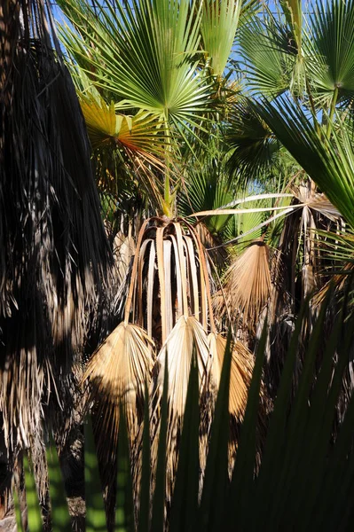 Palmblätter Hintergrund Kopierraum — Stockfoto