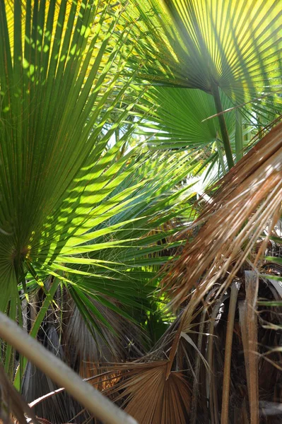 Tło Liści Palmy Przestrzeń Kopiowania — Zdjęcie stockowe