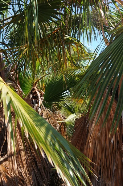 Palm Leaves Background Copy Space — Stock Photo, Image