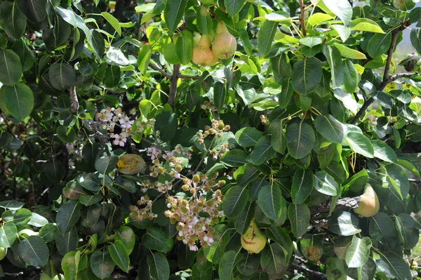 Pear Tree Spain — Stock Photo, Image