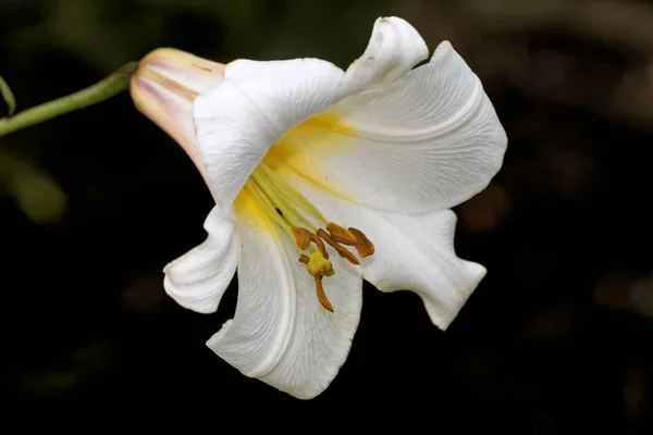 Schöne Blumen Blumiges Konzept Hintergrund — Stockfoto