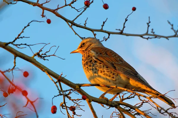 Feldvogel Der Natur Fauna — Stockfoto