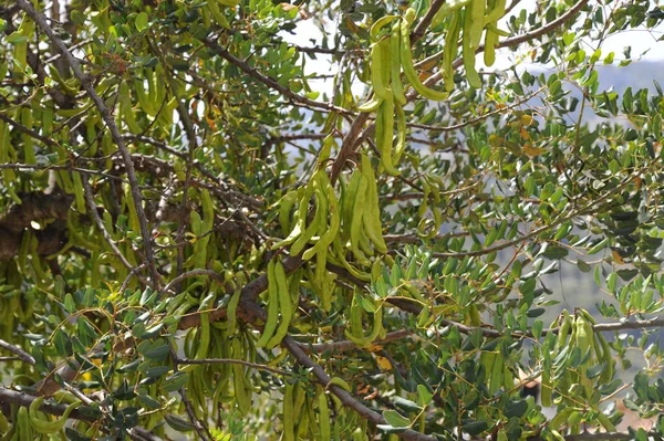 Baobabbaum Flora Laub Und Blätter — Stockfoto