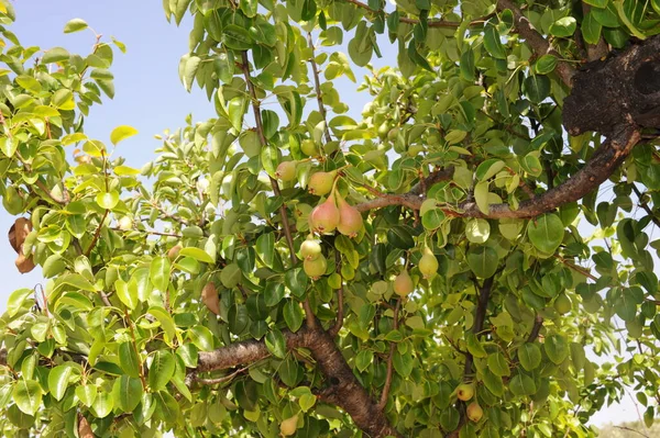Birnbaum Spanien — Stockfoto