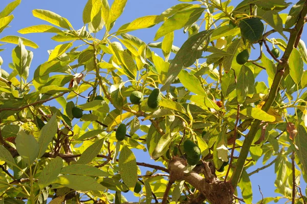 Дерево Авокадо Флора Листя — стокове фото