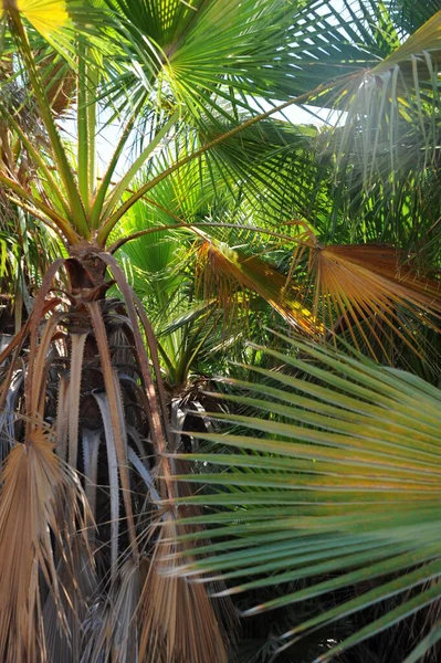 Palmblätter Hintergrund Kopierraum — Stockfoto