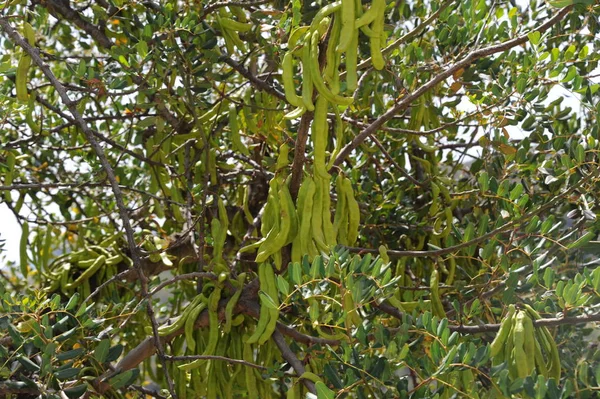 Affenbrotbaum Tansania Natur — Stockfoto