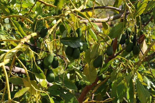 Aguacates Flora Follaje — Foto de Stock