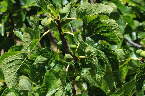 Higuera Hojas Verdes Árbol Frutal — Foto de Stock