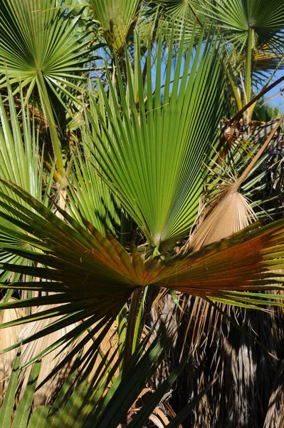 Palmblätter Hintergrund Kopierraum — Stockfoto