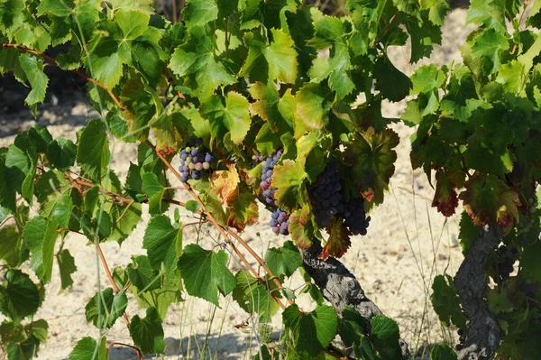 Campo Vinho Plantação Vinha Agrícola — Fotografia de Stock